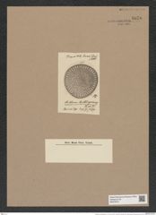 Stictodiscus huettlinerianus Tr. et W. (de-Toni-Nr.: Genus 205, Species 5237) Zeichnungen Sammlung Grunow Nr. 9070 (NHMW-BOT-W0378751)